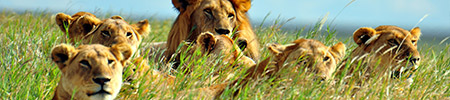 pride lions africa