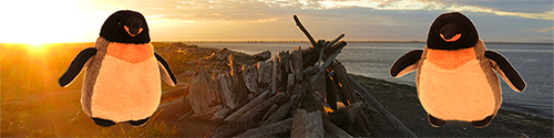 pengos olympic peninsula washington