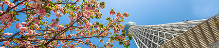 tokyo tower cherry blossoms
