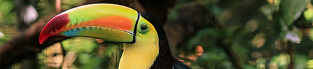 toucan belize