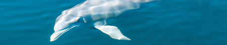 dolphin bay