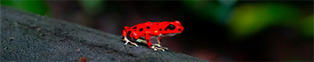 red frog