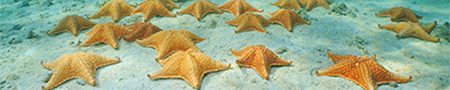 starfish beach