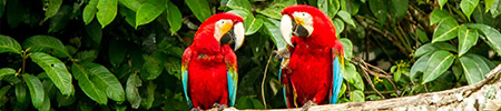red macaw in jungle
