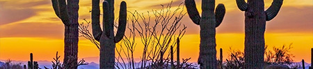 saguaro cactus sunset