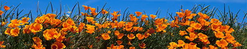 california poppies