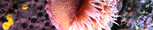 monterey bay aquarium sea anemone