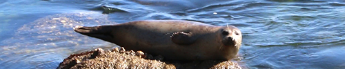 monterey harbor seal