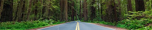 california redwoods humboldt