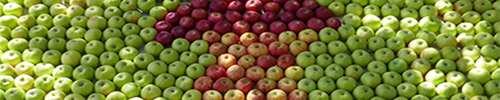gravenstein-apple-fair