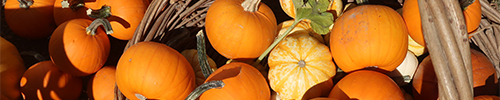 sonoma-pumpkins