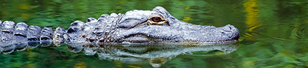 alligator florida