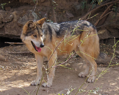 mexican wolf arizona-sonora desert museum