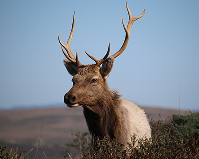 california point reyes tule elk
