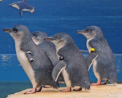 la jolla birch aquarium blue penguins
