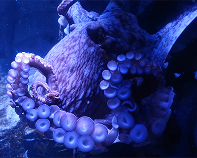 la jolla birch aquarium giant pacific octopus