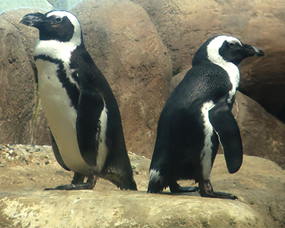 san francisco california academy sciences african penguins