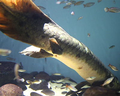 san francisco california academy of sciences aquarium australian lungfish