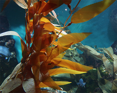 san francisco california academy of sciences aquarium kelp forest