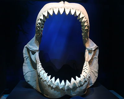 san francisco california academy sciences megalodon shark fossil