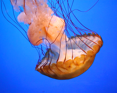 san francisco california academy of sciences aquarium moon jelly