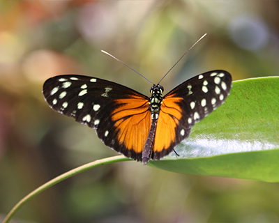 san francisco california academy of sciences rainforest butterfly