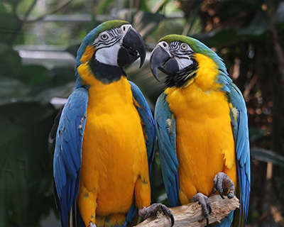 san francisco california academy of sciences blue and gold macaws