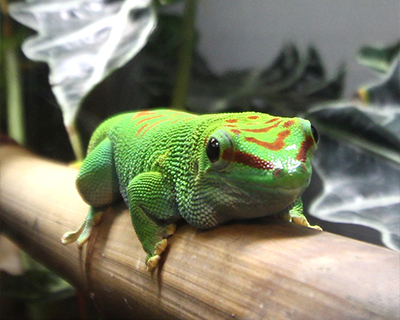 san francisco california academy of sciences madagascar day gecko