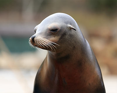 san francisco pier 39 sea lion