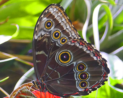 san francisco golden gate park cal academy rainforest butterfly