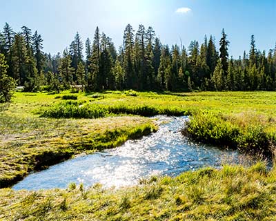 lassen alpine meadow