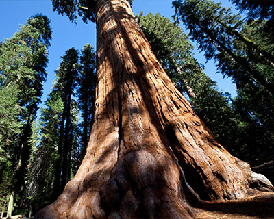yosemite sequoia mariposa grove