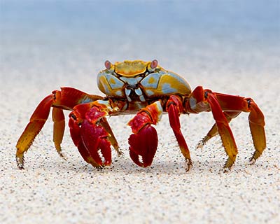 ecuador galapagos islands sally lightfoot crab