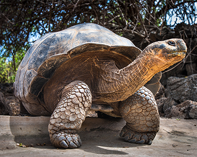 ecuador galapagos islands galapgos tortoise