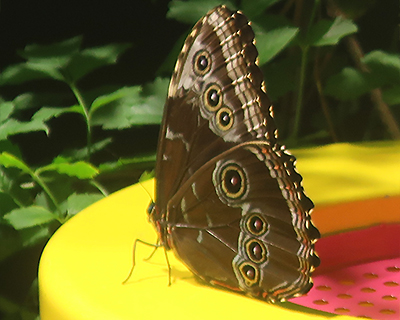 american museum natural history gilder center butterfly vivarium