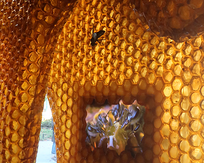 american museum natural history gilder insectarium beehive