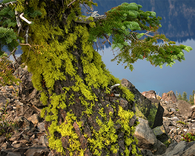 crater lake fir tree wizard island fir tree and lichens
