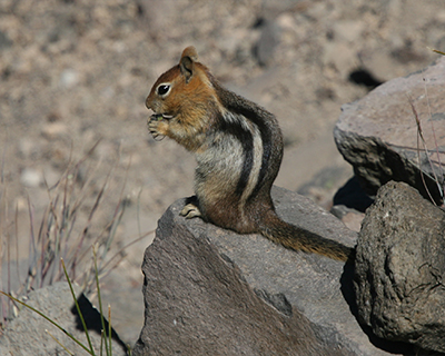 crater lake golden mantled ground squirrel