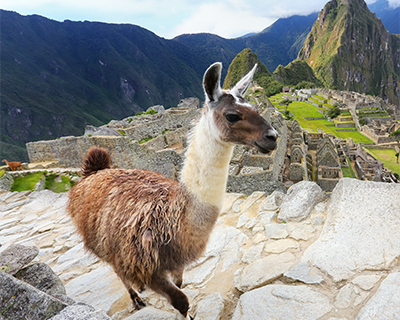 llama at machu picchu